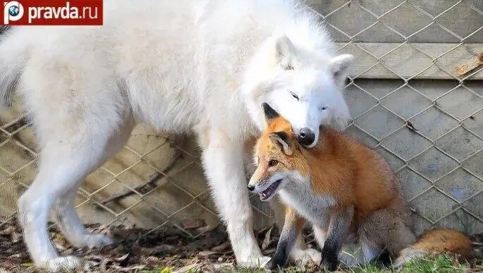 a fox caught playing with a wolf and running away