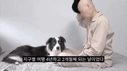 A puppy who saw his owner shaved his head for chemotherapy