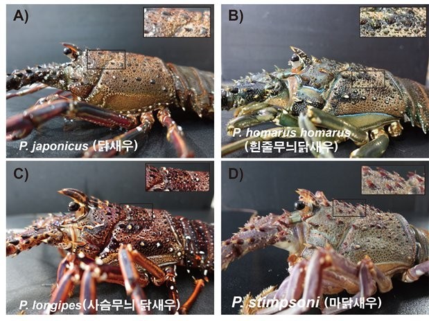 Foreign Species on the Rise of Fishing in Jeju