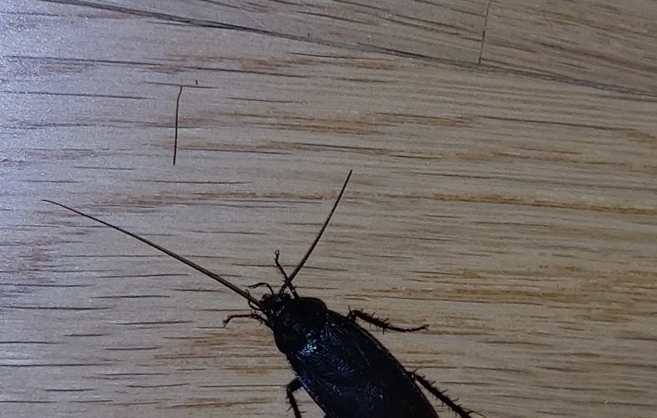 Is it an anaerobic cockroach