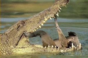Koala on the verge of being swallowed by an alligator