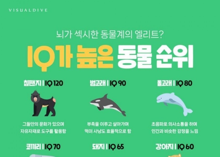 Ranking of animals with high IQ
