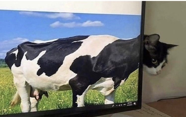 A cow came out of the screen