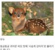 an endangered animal mistakenly known as a baby deer.jpg