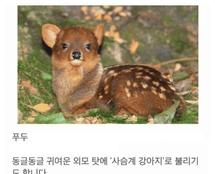 an endangered animal mistakenly known as a baby deer.jpg