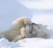 a mother polar bear and a baby polar bear