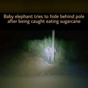 the hidden abilities of a baby elephant