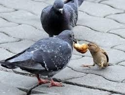 Sparrow bread, please
