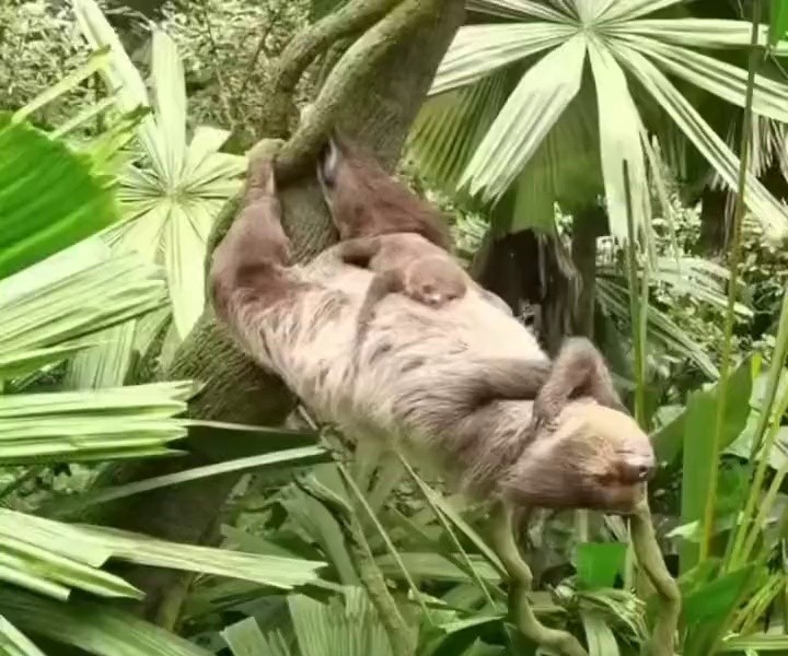 (SOUND)An animal with great core strength