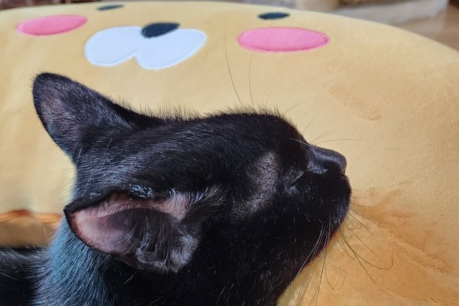 a cat with a face on a cushion