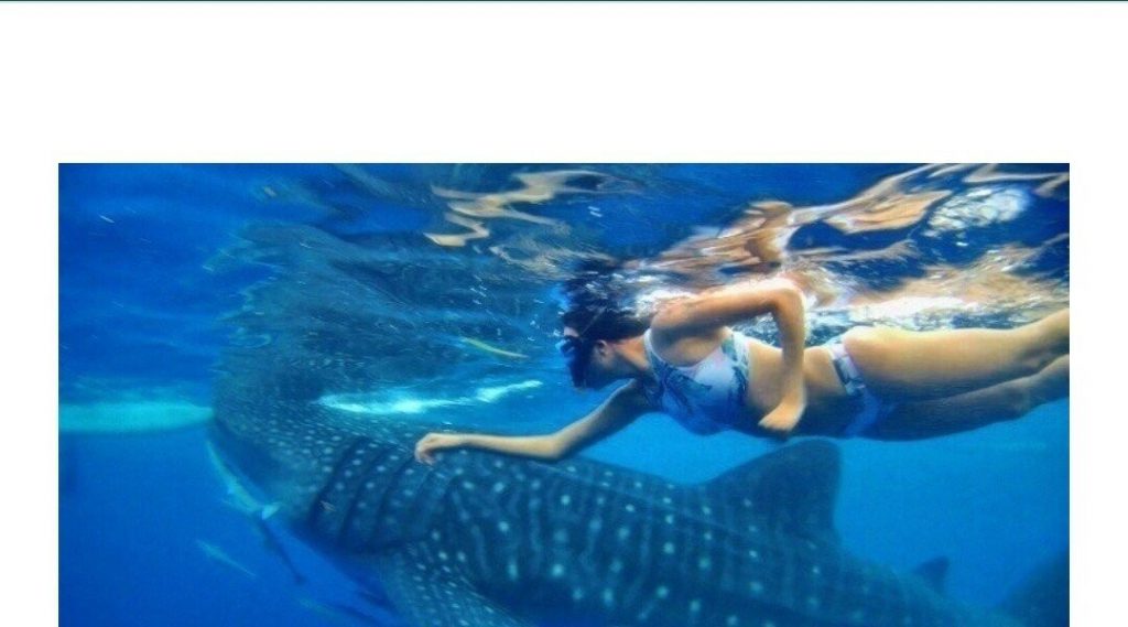 Are Whale Sharks Whales or Sharks