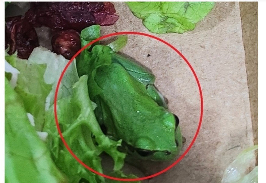 A frog came out of a salad store called Salad, and it was 300,000 won