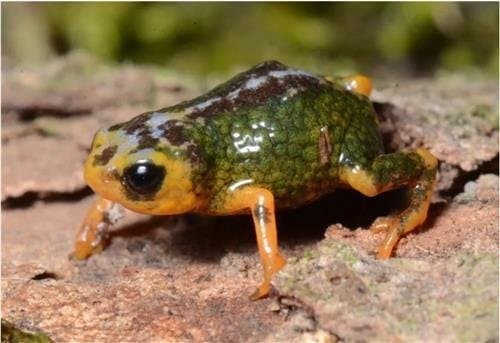 New 1cm Frog Found in Southern Brazil