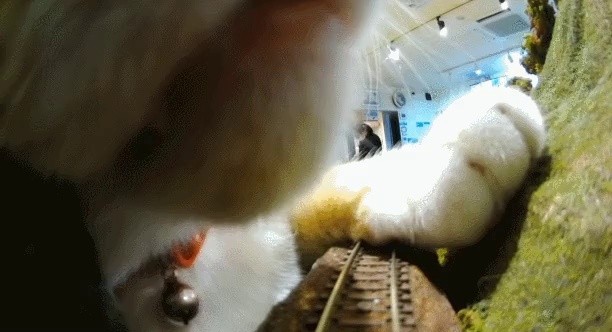 A train derailed by a cat in Japan