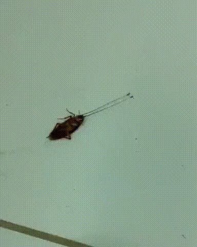 Why there are no cockroaches in the house where the hateful ants live gif
