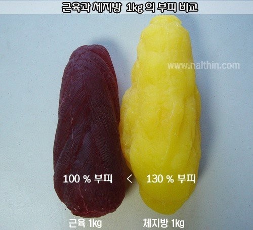 Comparison of volume of 1kg of muscle and 1kg of fat