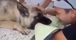 Gif, a dog that plays with its owner right before euthanasia