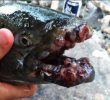 Cancer Fish Found in Ano Fukushima