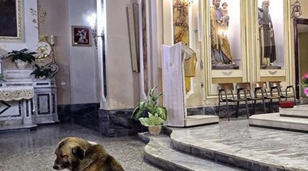 The reason why dogs come to the cathedral every day