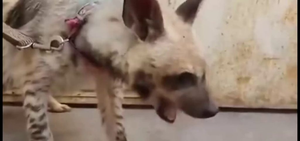 (SOUND)6-month-old hyena's bone eating show