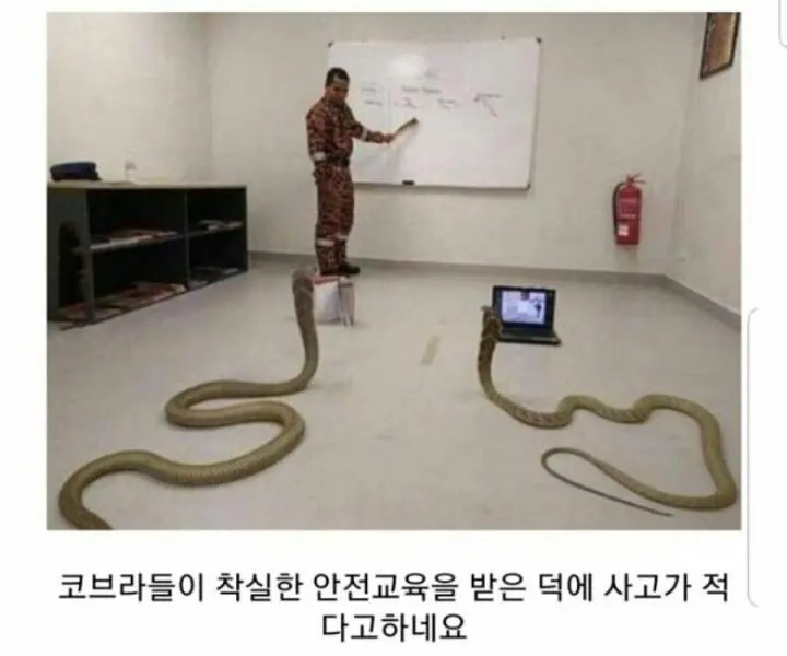 The reason why accidents don't happen often at snake shows