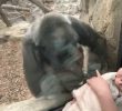 A human mother and a gorilla mother