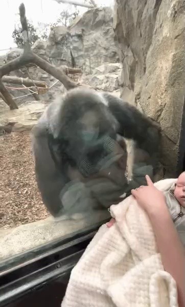 A human mother and a gorilla mother