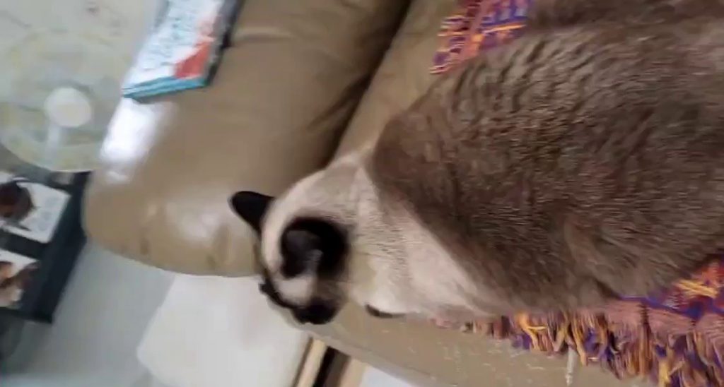 (SOUND)Watch out for the sound. My cat is singing