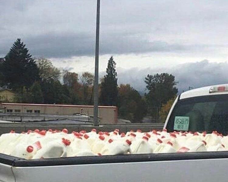 There are chickens in the truck