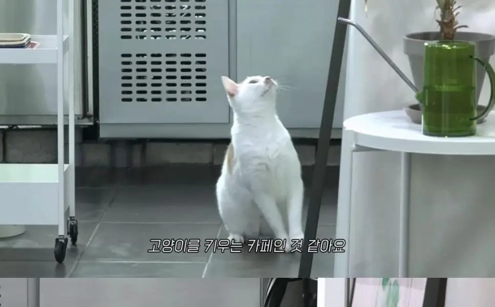 KANG HYUNG WOOK, please raise a cat