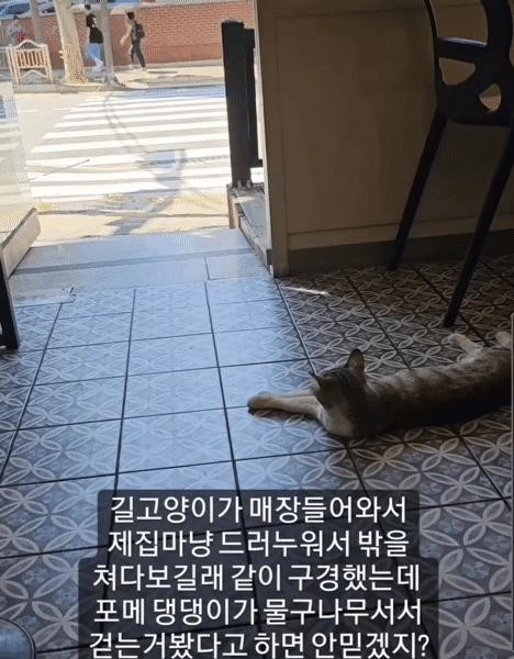 An unknown stray cat lay down in the store and looked outside