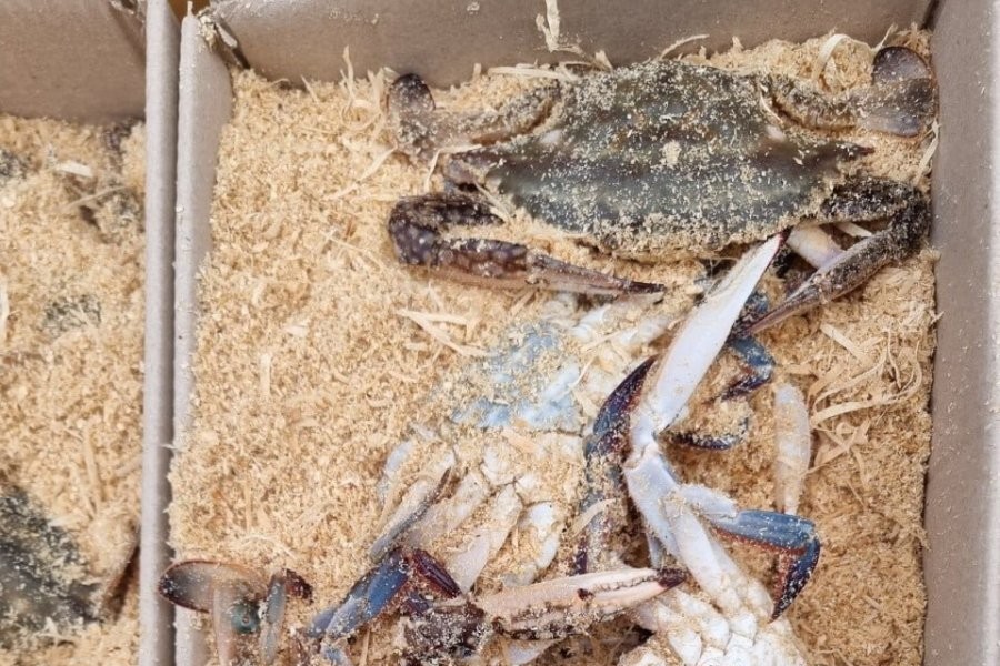 Blue crabs are cheap