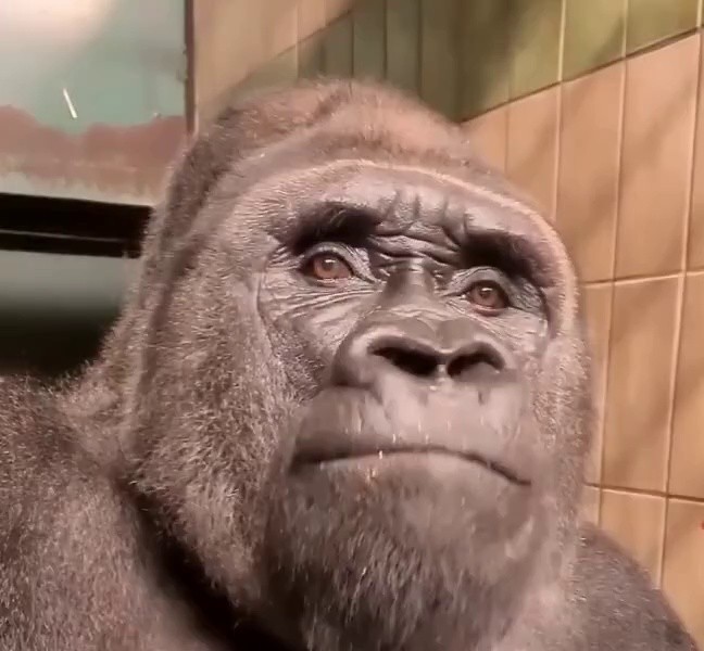 (SOUND)A video of a gorilla farting while eating paprika