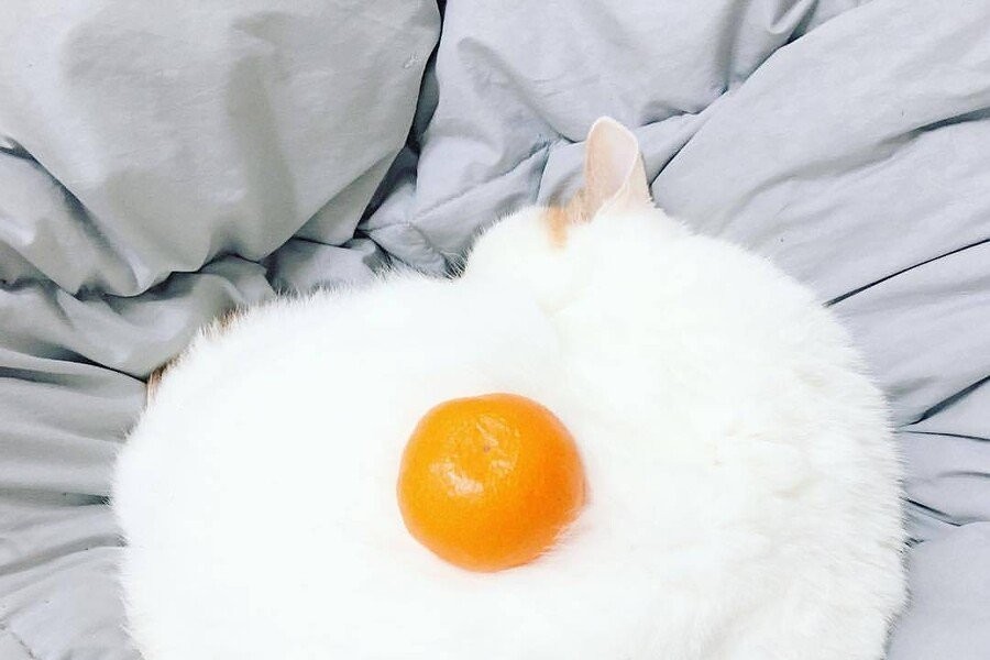 Someone else's cat's lethal move. Fried eggs.jpg