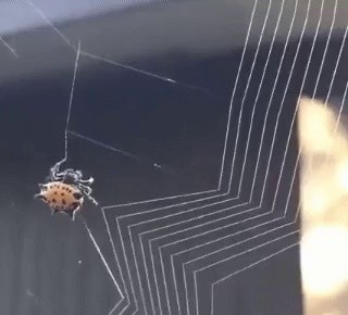 Web designer who enjoys catching bugs