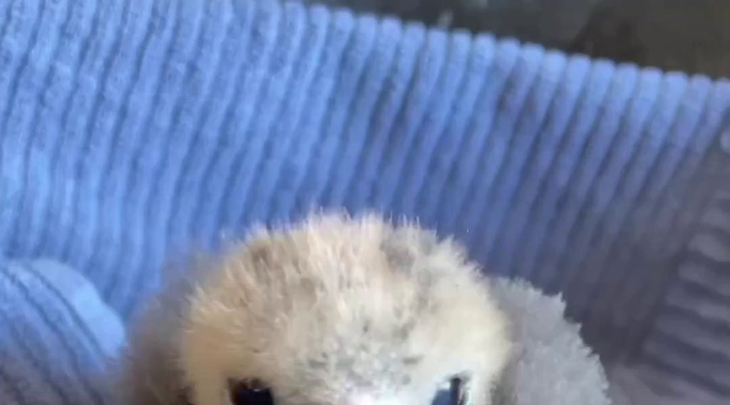 (SOUND)the growth process of a baby hawk