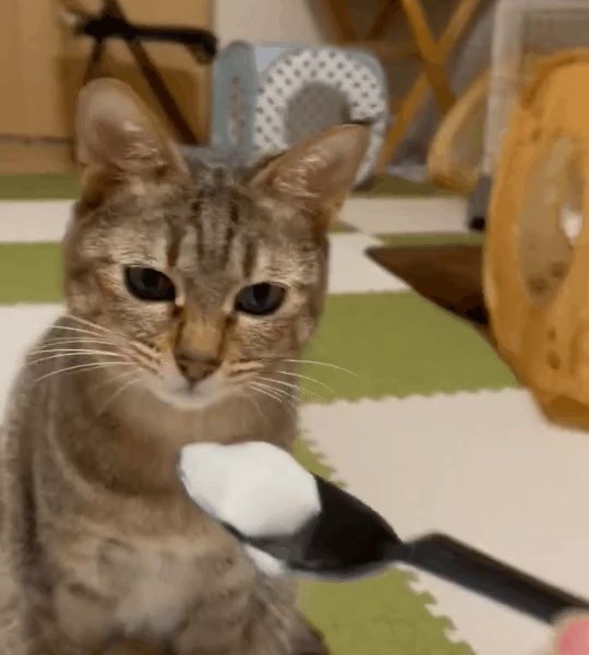 Cat's reaction to the smell of yogurt