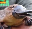 (SOUND)Regular medical checkups of platypus mp4