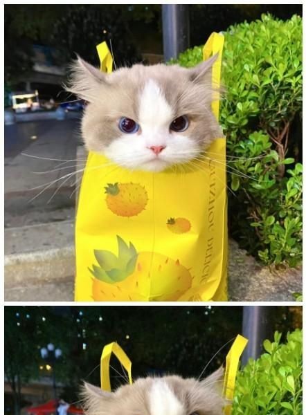 a cat in a paper bag
