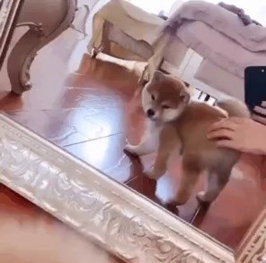 Shiba dog who saw his butt for the first time