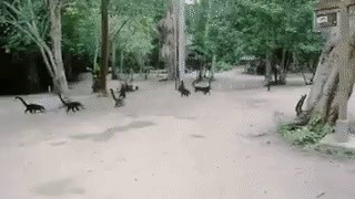 Breaking news: A living dinosaur found gif