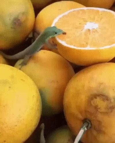 This orange is good