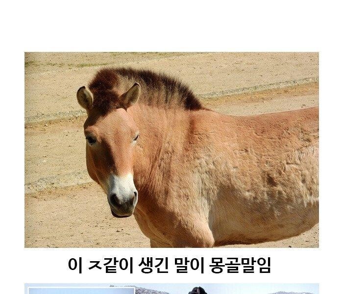 The story of Mongolian horse that looks like J-bap