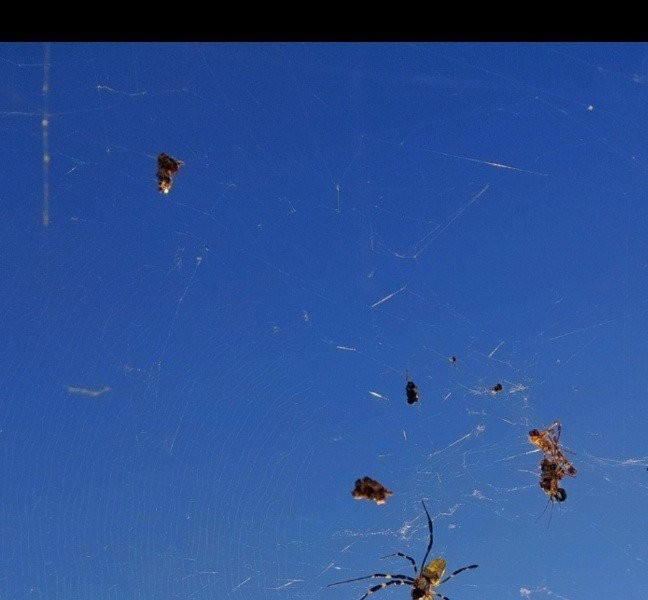 Spiders break the phone screen