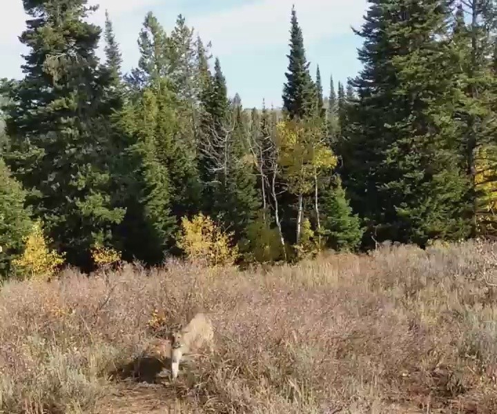 (SOUND)How to deal with a big cat in the mountains