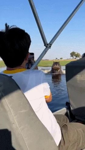 If you touch the hippo, it's x