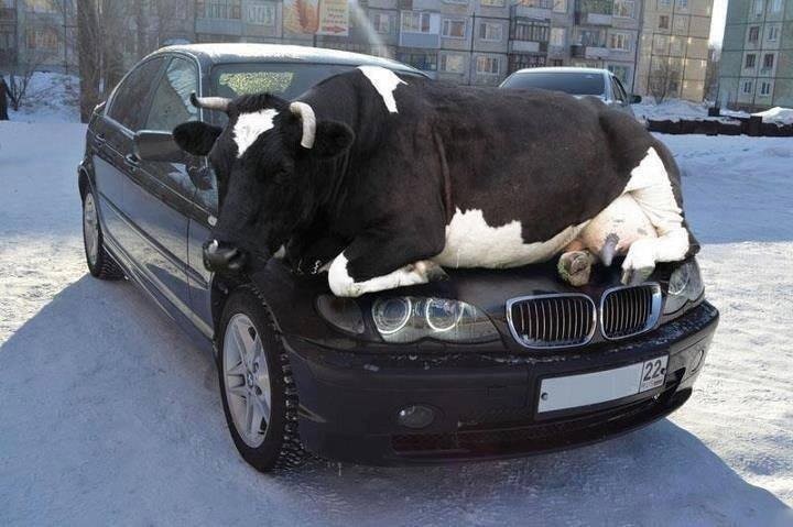 Make sure you check the animals before starting the car