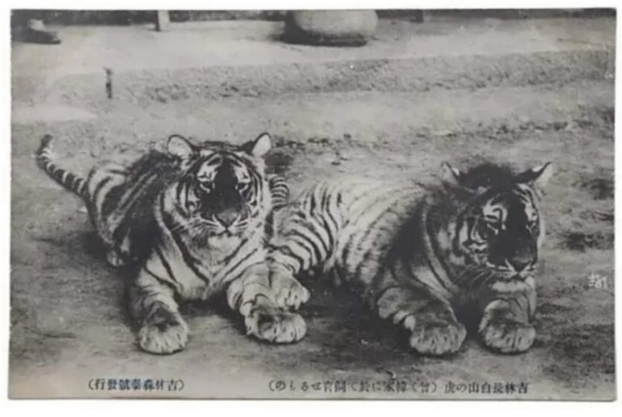 A tiger that was raised in a private house on Mt. Baekdu