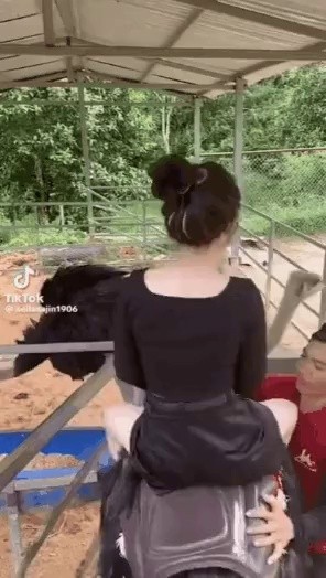 Ostrich boarding experience