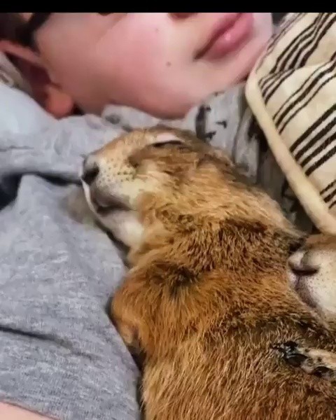 (SOUND)The pet Prairie Dog who sleeps in the owner's arms